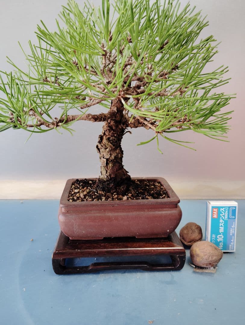 黒松盆栽　小品盆栽　ミニ盆栽　直幹仕立て　鉢（中国新渡）　古木 盆栽素材 黒松ミニミニ 直幹を販売｜盆栽妙 – 盆栽妙 本店