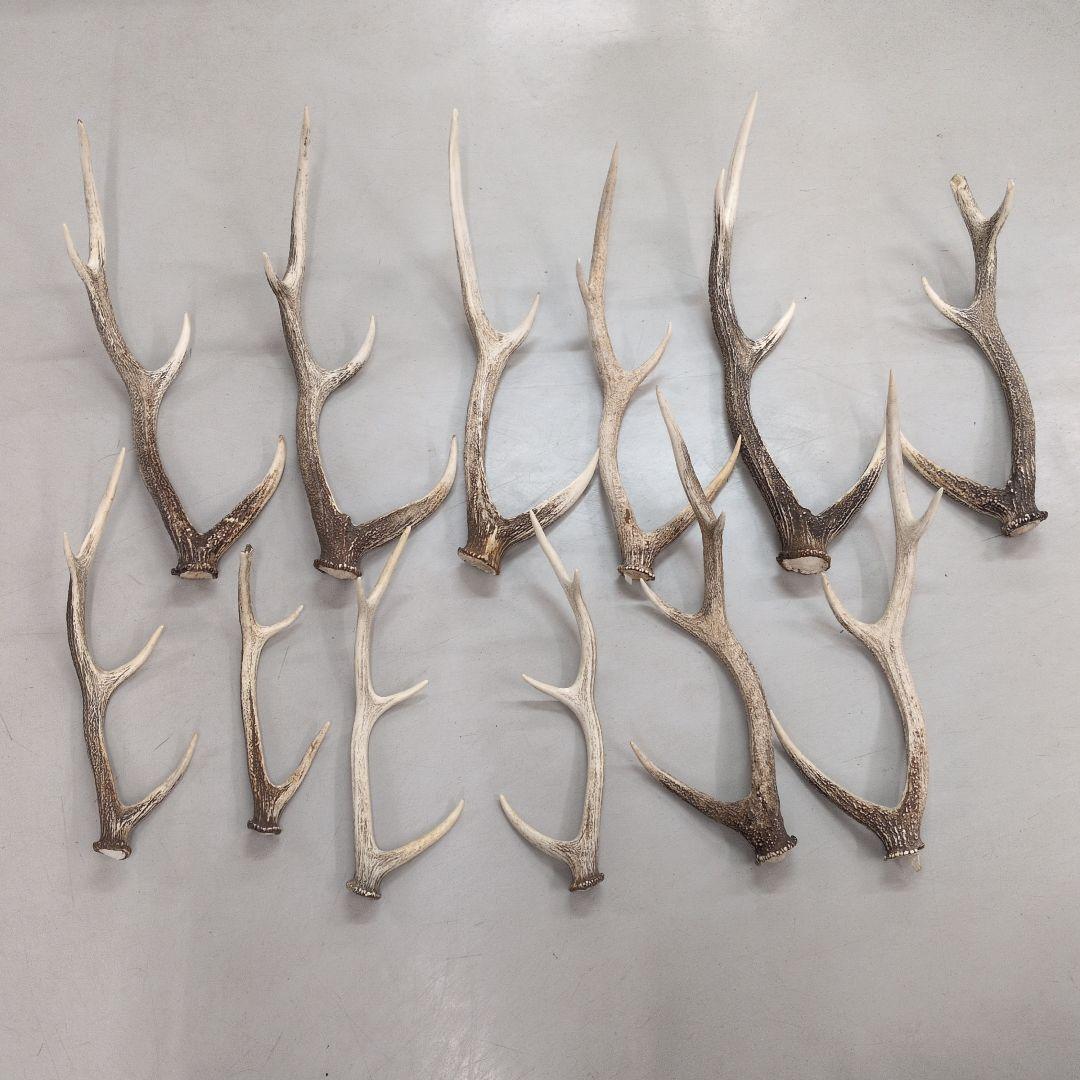 エゾシカ　角　今年の物　12本