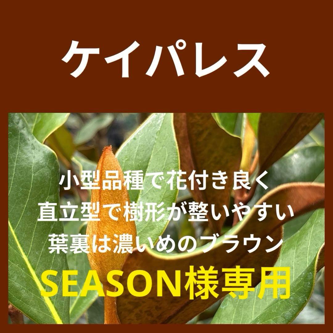 43.SEASONページケイパレス マグノリア 泰山木 タイサンボク 苗