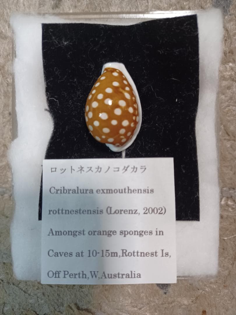 へっぽこ、ロットネスカノコ