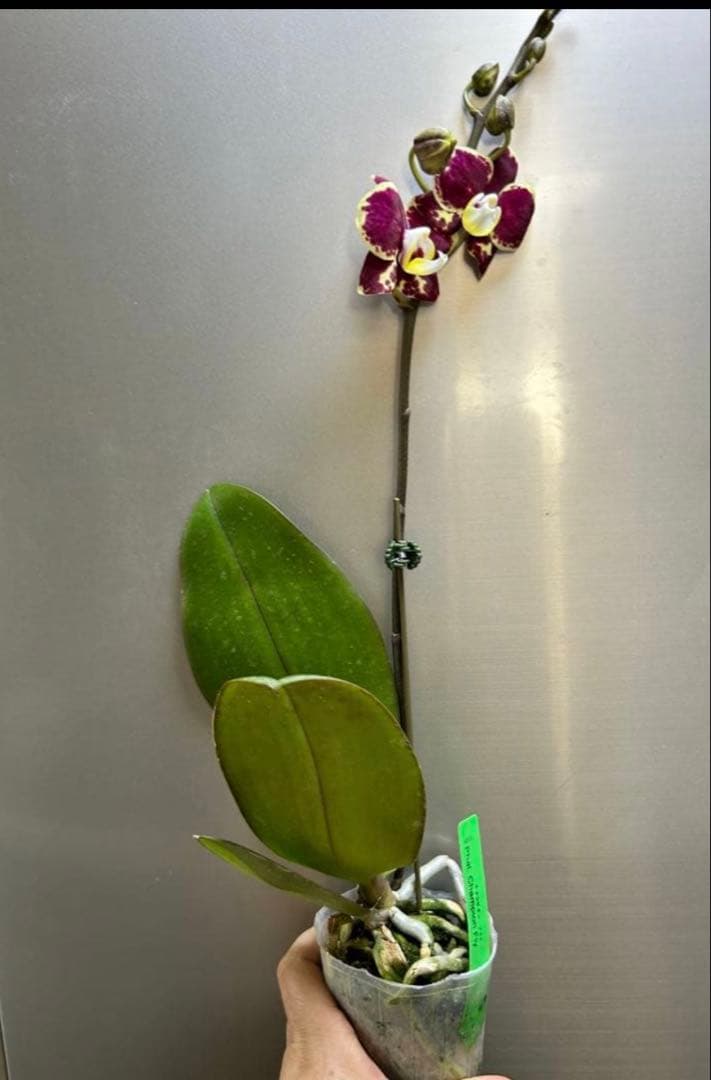 桃子樣 專用 LIXIL ビジネス情報 | ヴィーゼネクスト（はるかべ工法用） | タイル