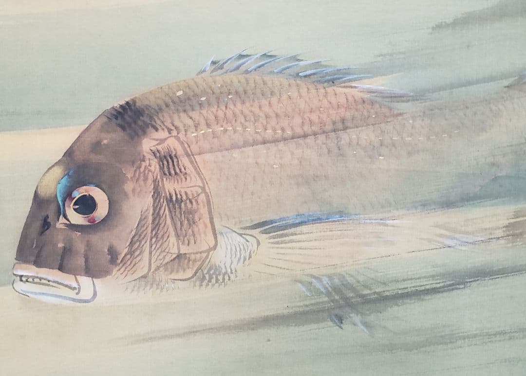 鯛図【洋中赤鬃魚】今井景樹 2600 海中の鯛 共箱 掛け軸 肉筆 - メルカリ