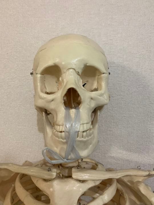 全身人体骨格模型