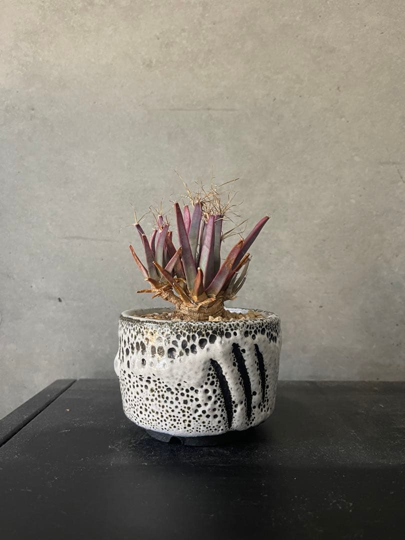 ご*う様 晃山/BOTANIZEボタナイズBOTAlava “黒爪痕” Blac