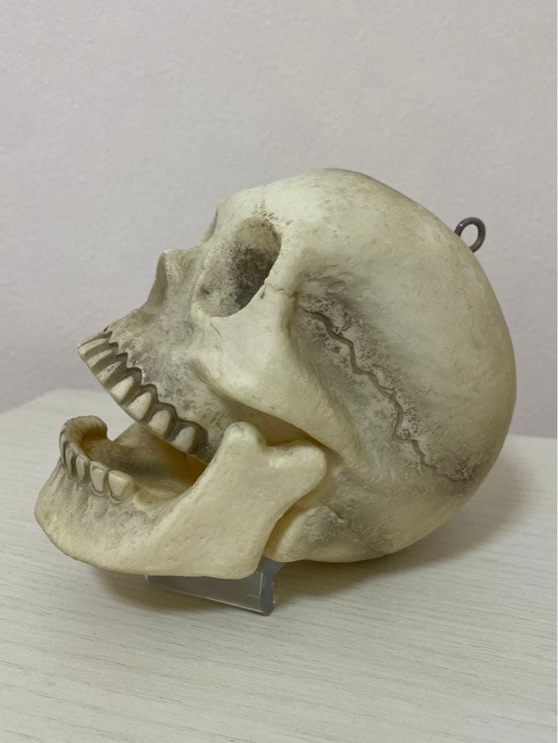 ビンテージ 骸骨 スカル 頭蓋骨 ドクロ 髑髏 ガイコツ 置物 アメグラ