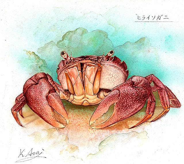 生物細密画（水彩）「ヒライソガニ」