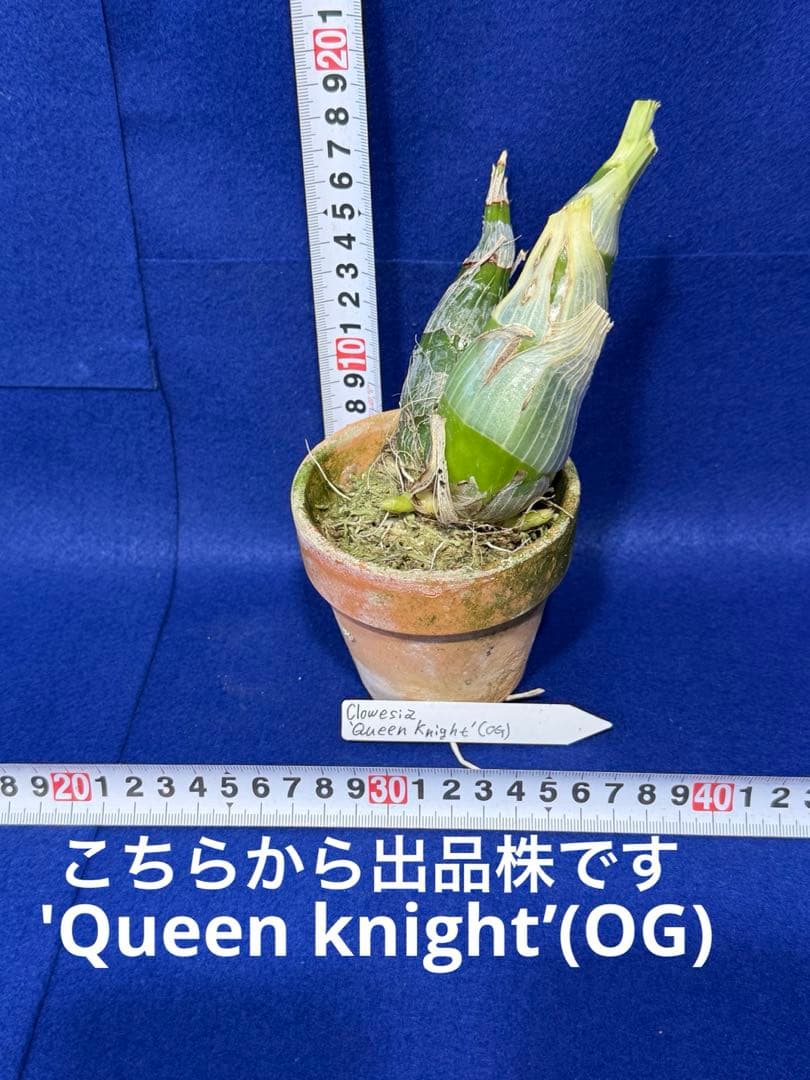 105 タケノコラン　Clowesia 'Queen knight'(OG)