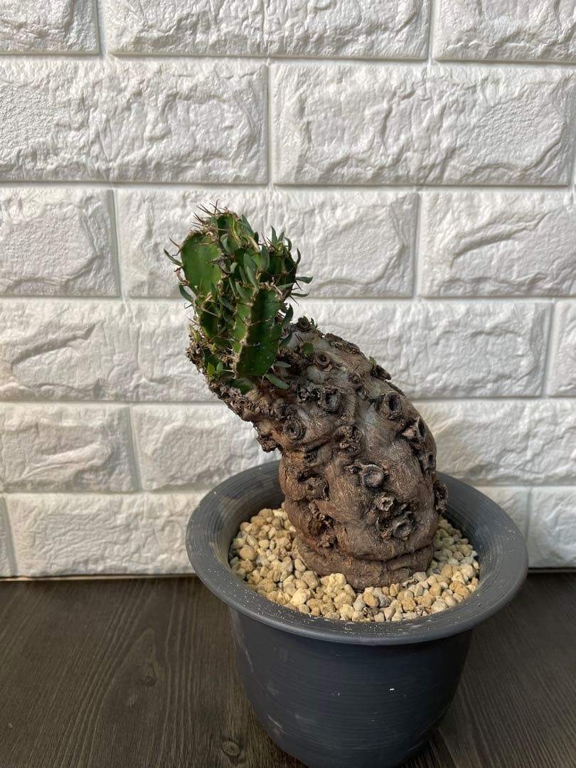 ユーフォルビアムランジーナ 現地株 - ユーフォルビア ムランジーナ