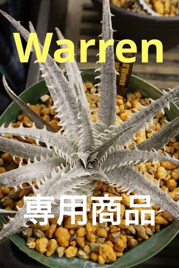 ディッキア ワレン Dyckia Warren Bill Baker