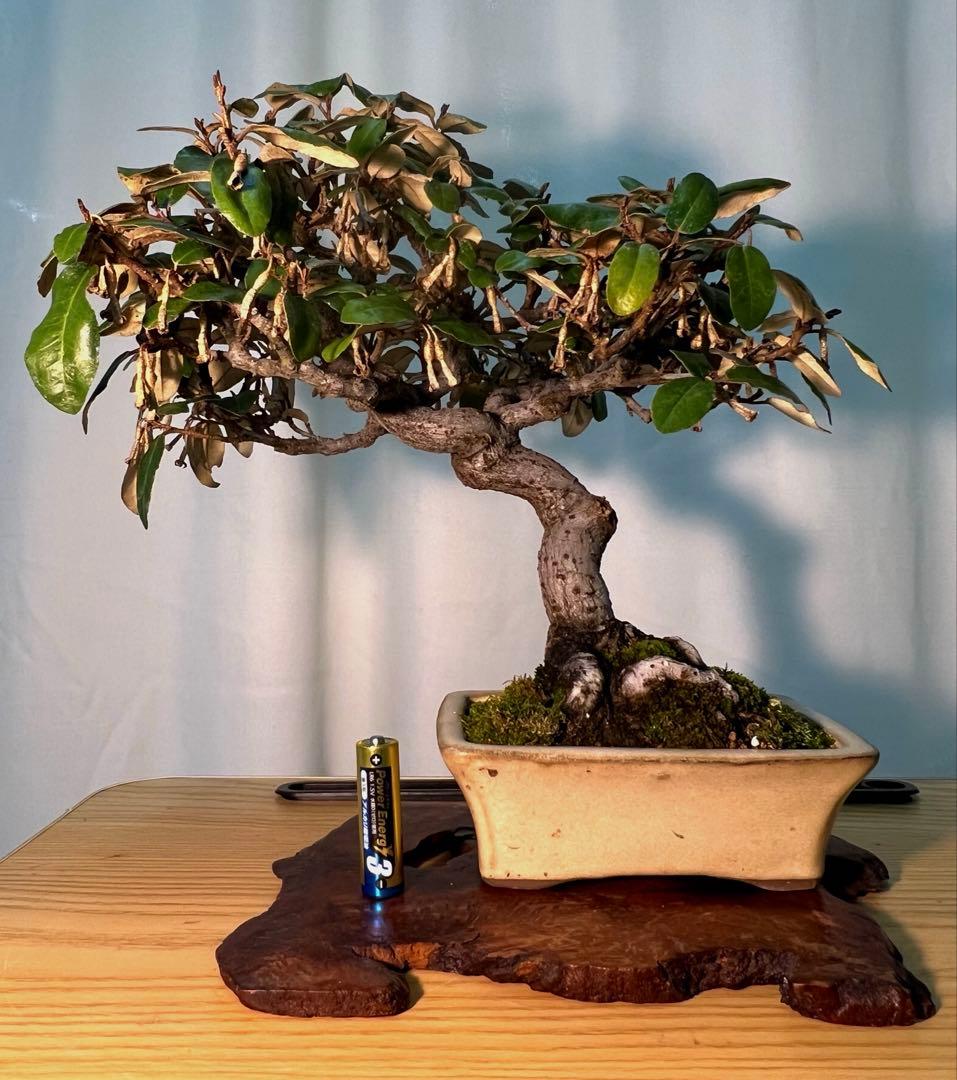 寒グミ　古木 グミの小盆栽づくり｜そだレポ（栽培レポート）bymeika｜みんなの趣味