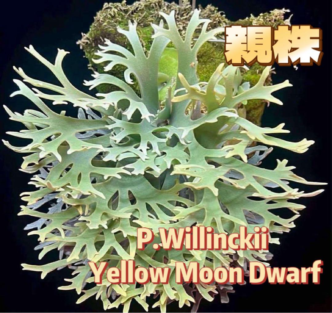 omoro様専用 ビカクシダP.Antler Crown spore (YMDS - メルカリ