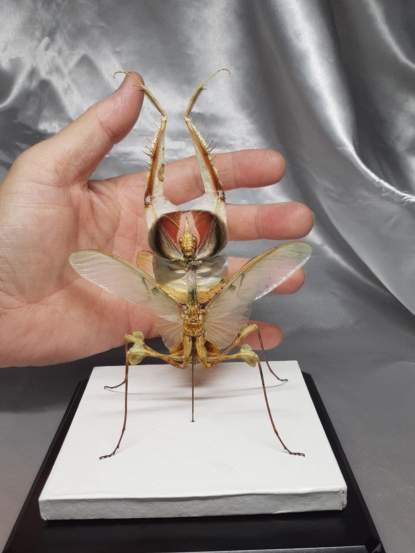 ニセハナマオウカマキリ雌　立体標本 m14138973908_1.jpg?1749201423