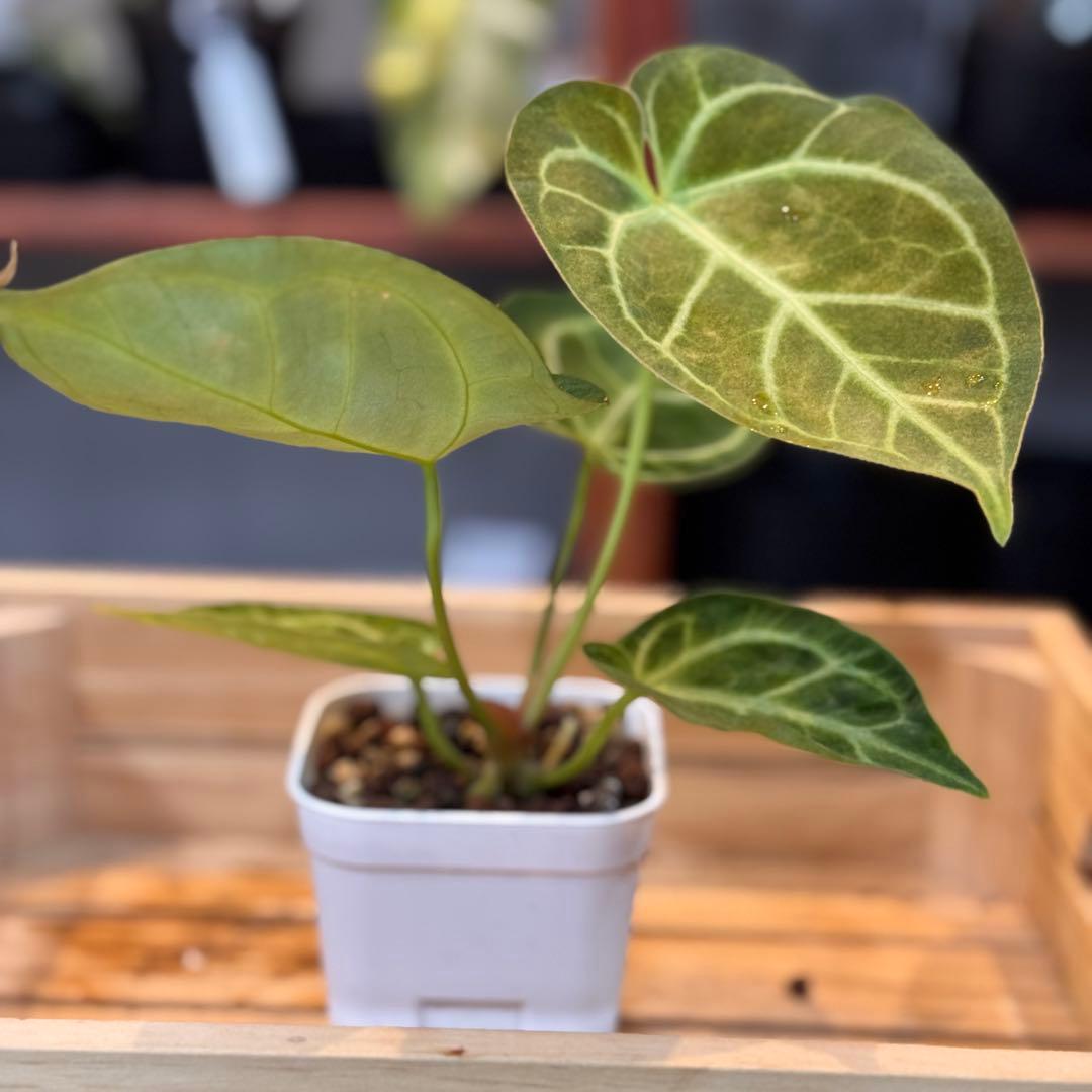 65 アンスリウム クリスタリナム ハイブリッド 斑入り 激レア抹茶斑