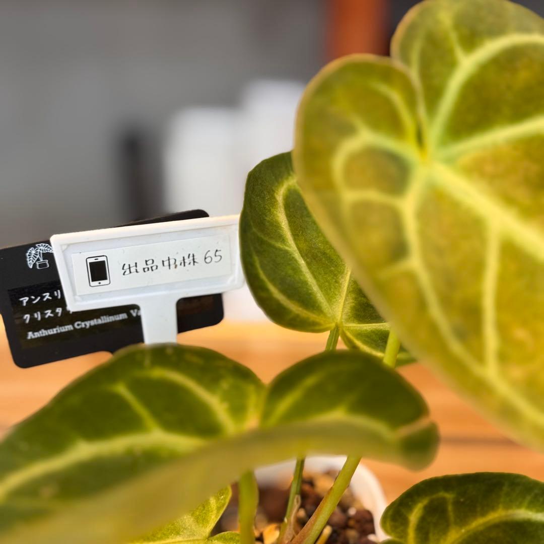 65 アンスリウム クリスタリナム ハイブリッド 斑入り 激レア抹茶斑