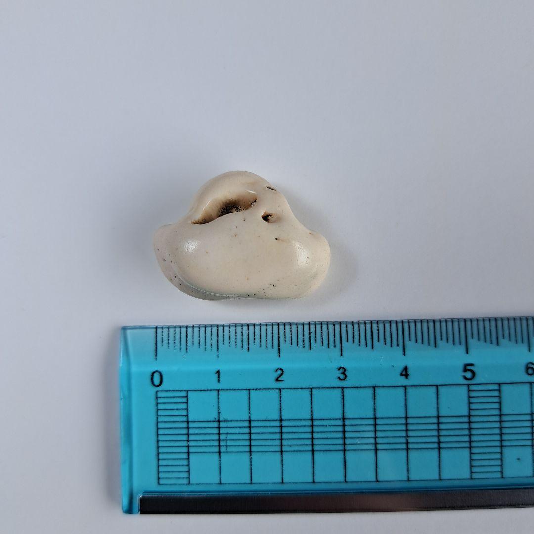 イルカの耳骨【大きさ2.8㎝】