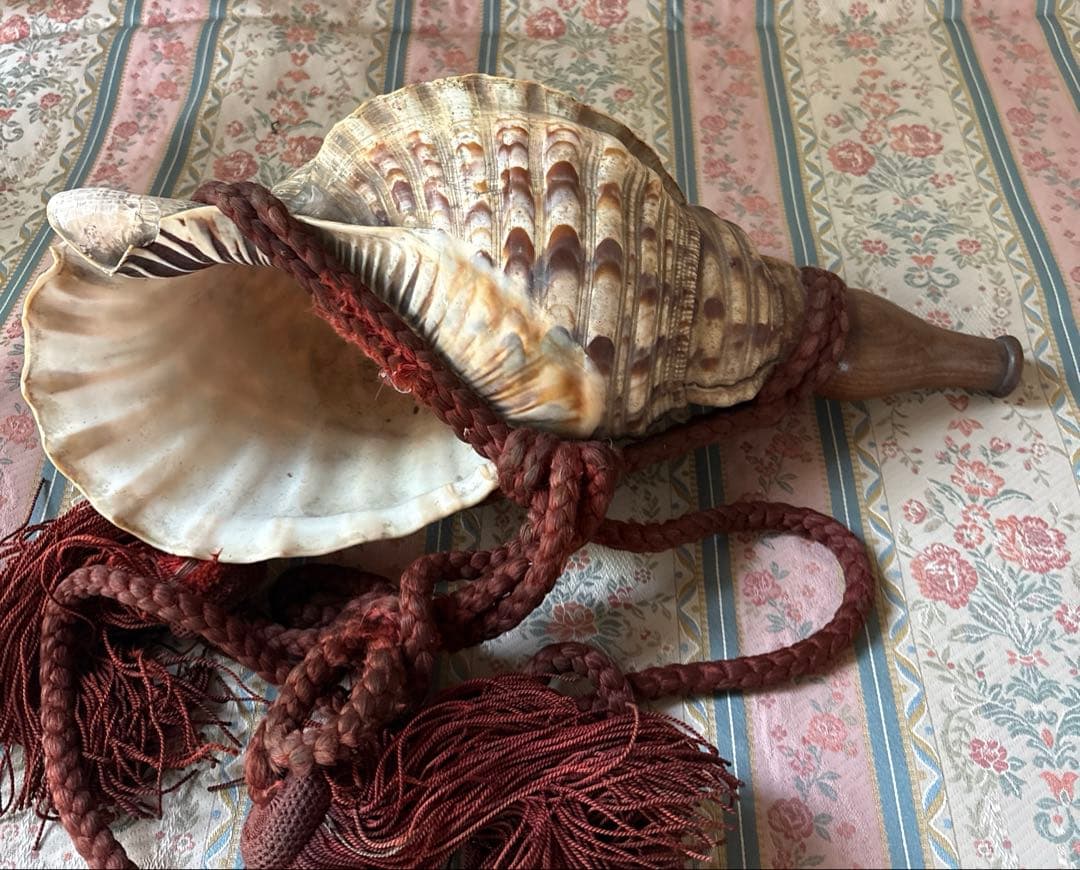 法螺貝 約39cm 大型 ホラ貝 ほら貝 螺貝