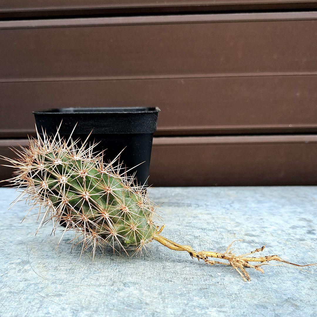 希少‼️✩.*˚ ステノケレウス エルカ (入鹿サボテン) ✩.*˚ - メルカリ