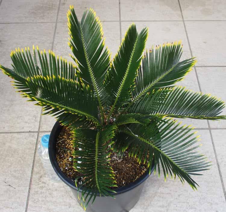 現品】キンカンソテツ／金冠蘇鉄 9号 4C番 - メルカリ