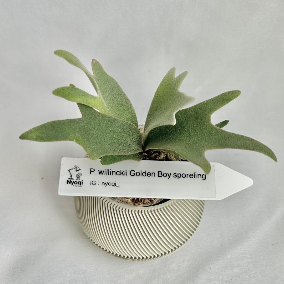 メルカリ便』P. wilinckii Golden Boy spore【90】 - メルカリ