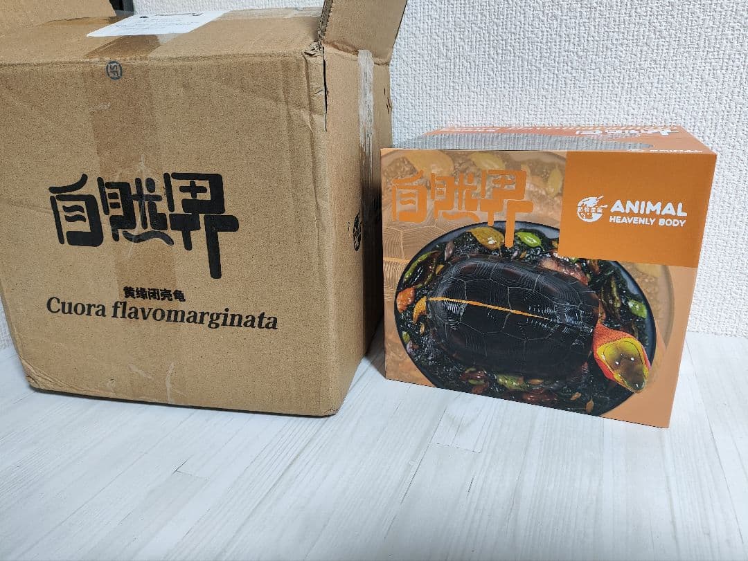 動物の惑星】☆セマルハコガメ☆写実シリーズ.自然界第4弾