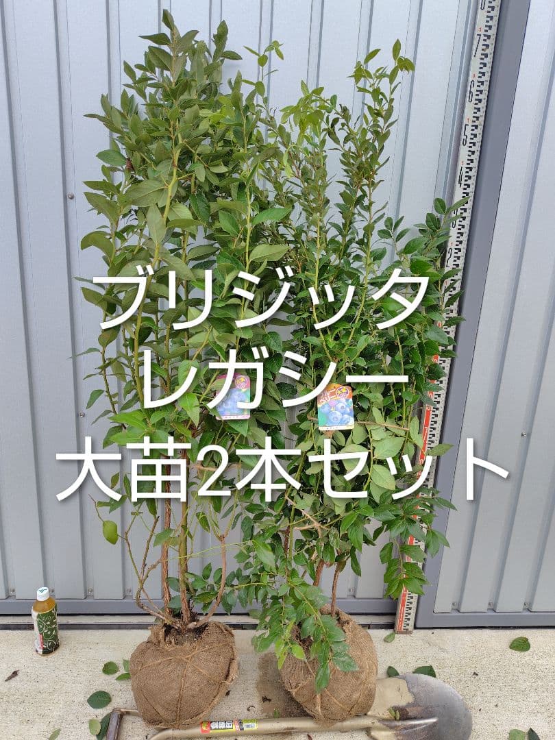 ブルーベリー苗ブリジッタ＆レガシー大苗2本セット