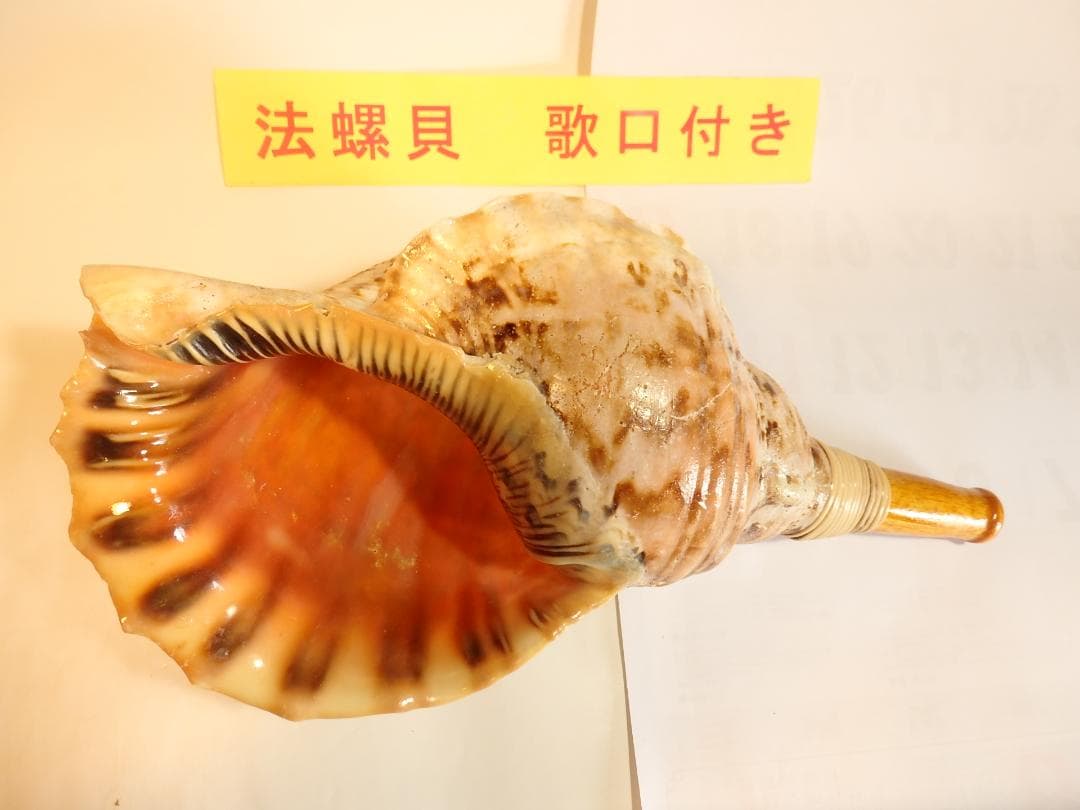 法螺貝 約39㎝ 木製歌口,新品 MH-468