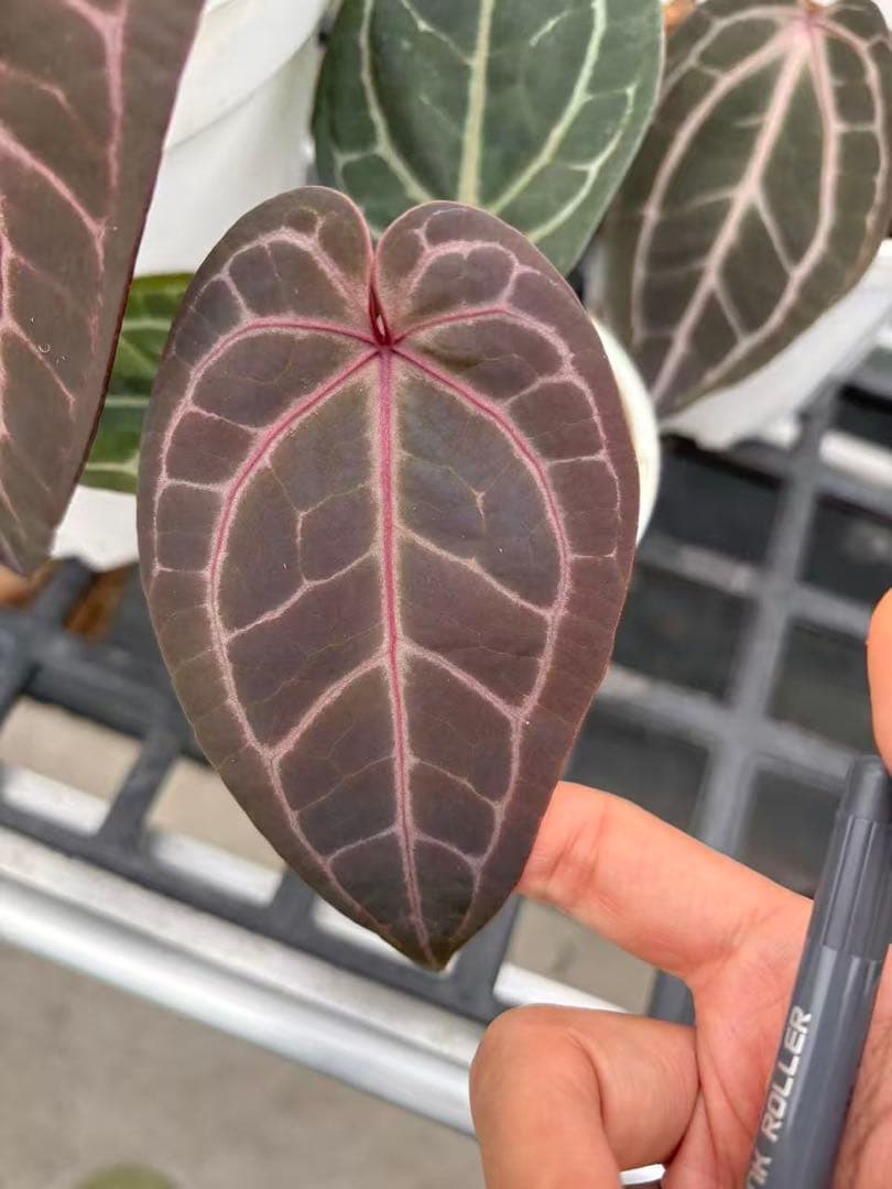 anthurium dream weaver✖️michelle