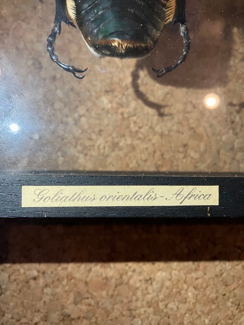 標本/ゴライアスオオツノハナムグリ/ゴライアスオリエンタリス