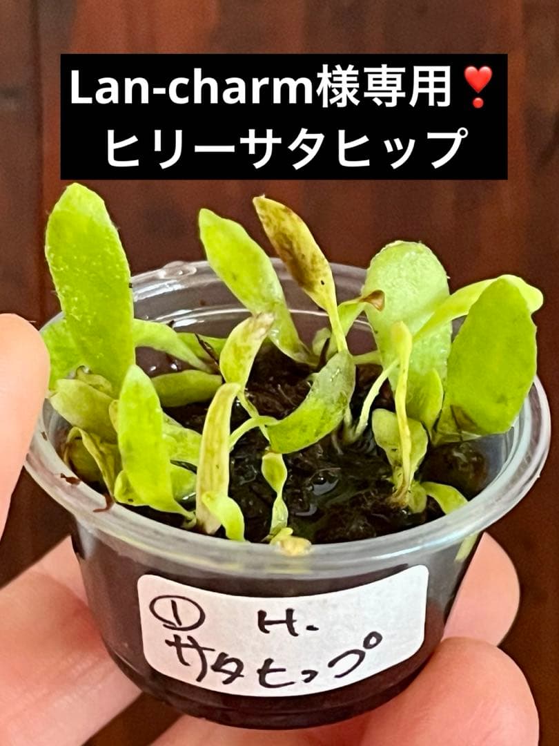 ヒリーサタヒップ 胞子培養株 ビカクシダ - メルカリ