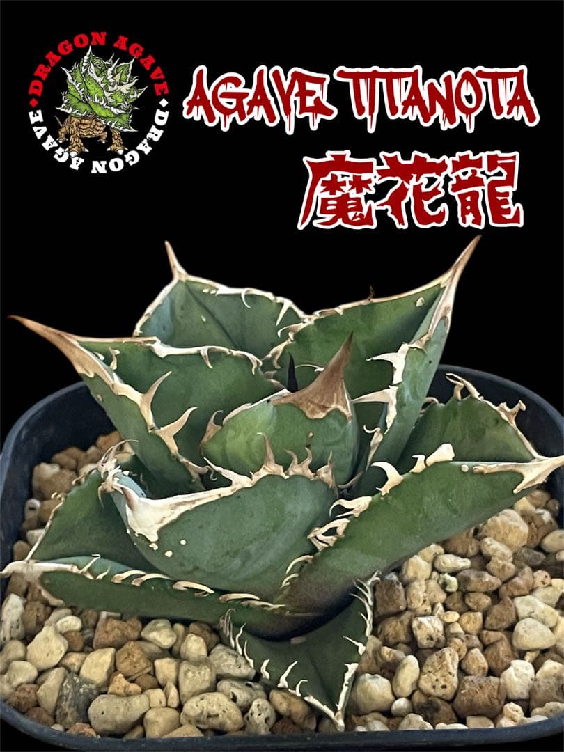 レア☆台湾産☆アガベ チタノタ 魔花 冰雹ぶつぶつ ドラゴンアガベ 魔
