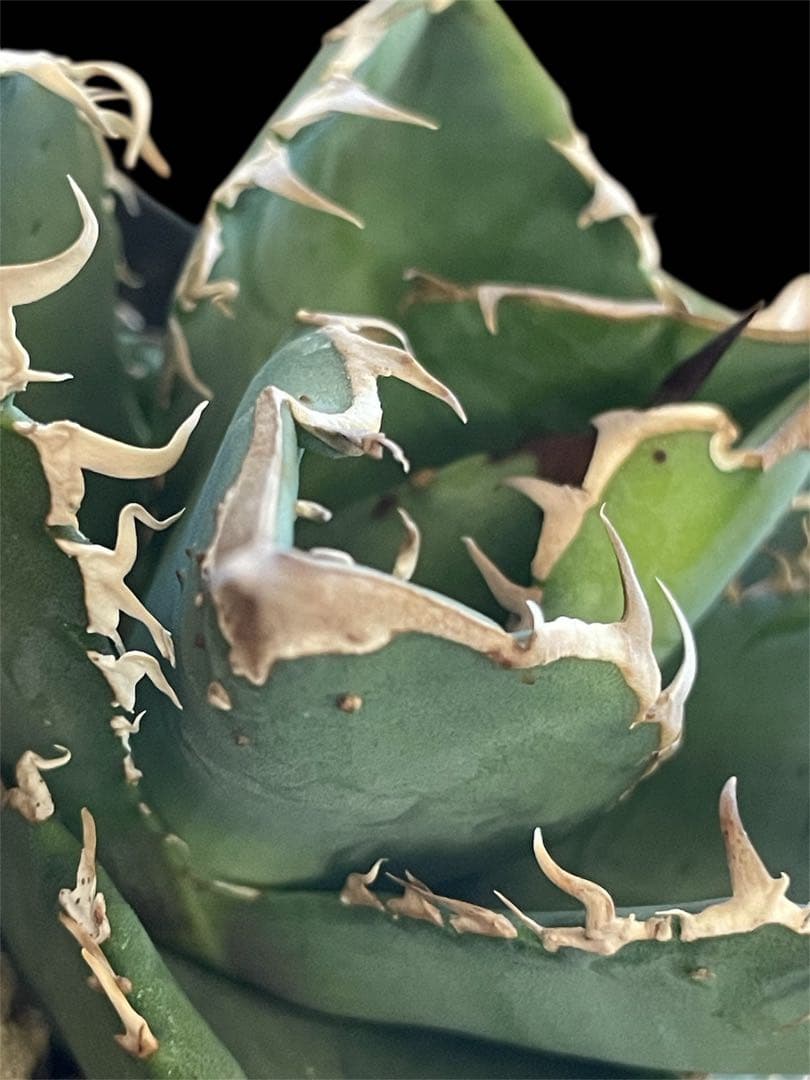 レア☆台湾産☆アガベ チタノタ 魔花 冰雹ぶつぶつ ドラゴンアガベ 魔