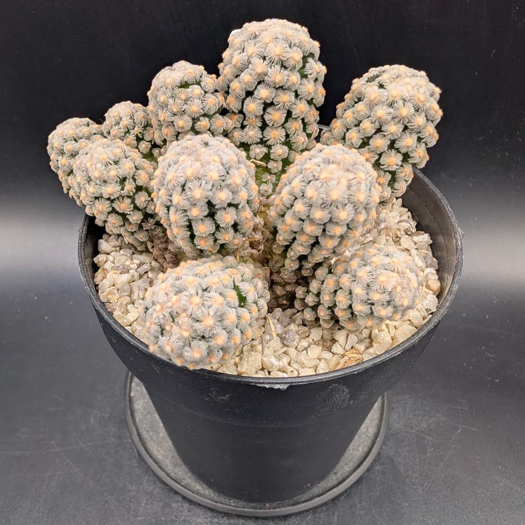 テレサエ 実生 群生 鉢植えメルカリ便送料込み