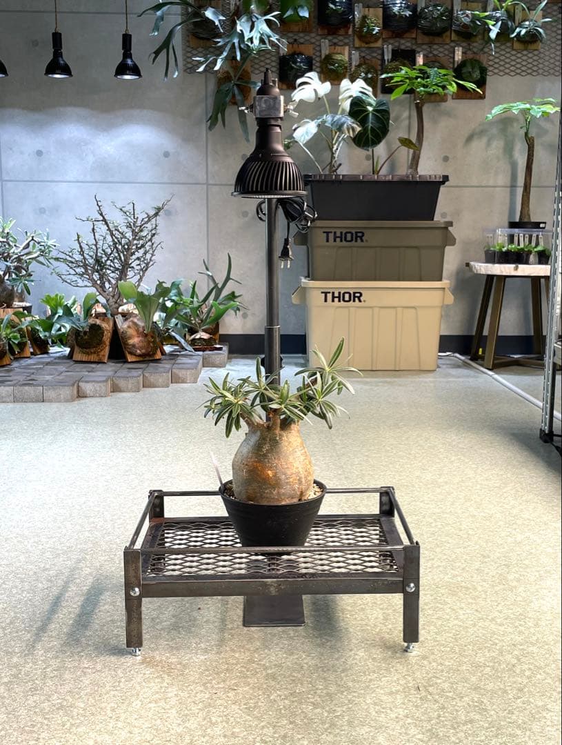 1台現品　塗装前完成品　ミニ植物棚　ライト特別使用。電源用ライトソケット付き。