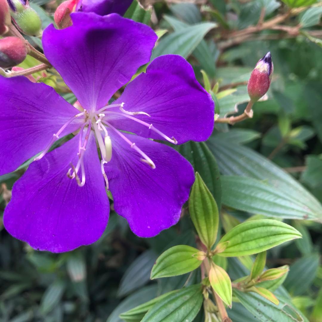 おまとめ。 イグニッションパック アイドル♪スプラッシュフェスタ ｜ Z/X