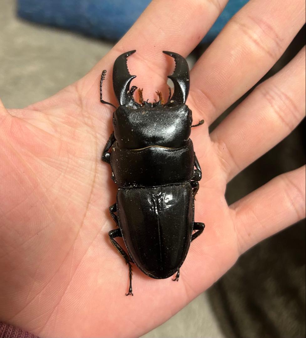 超特大70mm 野外品　アマミヒラタクワガタ♂