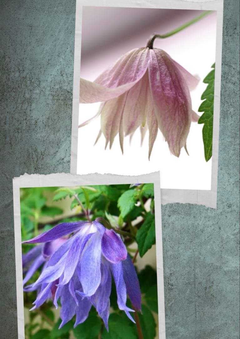 クレマチス　マクロペタラウェッセルトン　苗　プロペルティウス　‼️超レア品種‼️