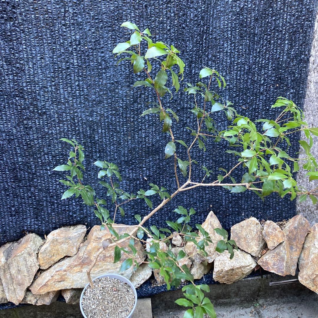 山採り アセビ 馬酔木 約140センチ - メルカリ