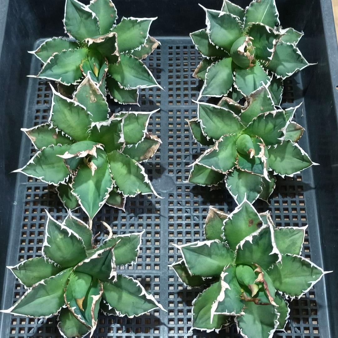 A002 特選 アガベ チタノタ 強棘白鋸歯 狼人 極上大株6株同梱 - メルカリ