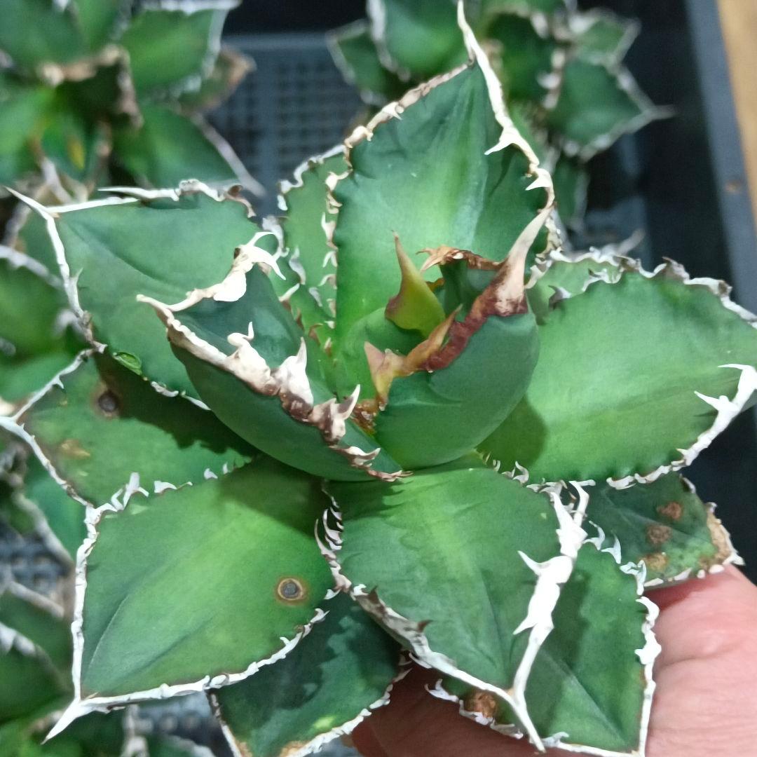 A002 特選 アガベ チタノタ 強棘白鋸歯 狼人 極上大株6株同梱 - メルカリ