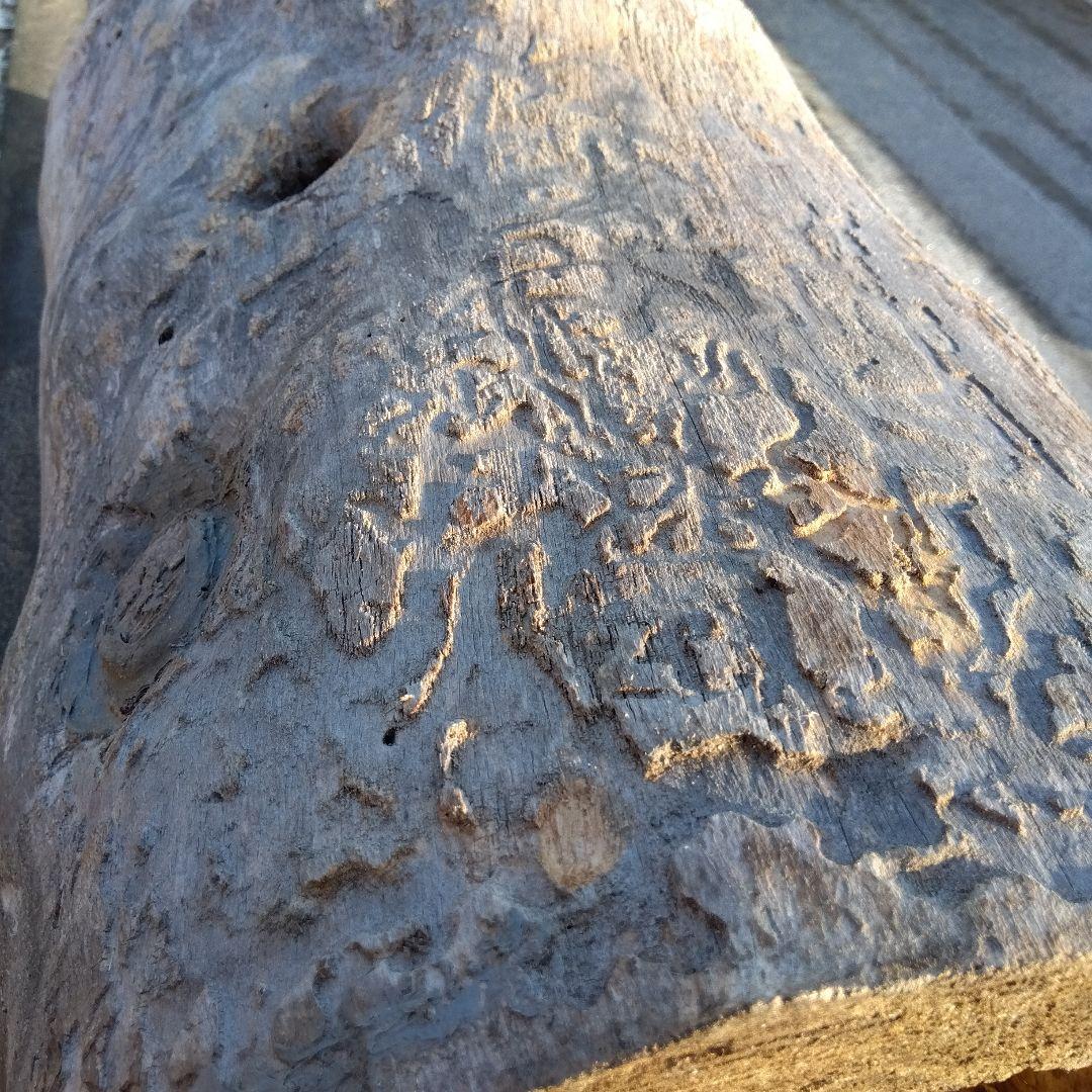 英語版 自然な木目の丸太 樹洞 丸洞 桐老木 昆虫飼育箱