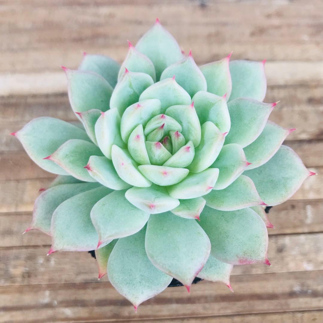 ꕤclara*様 リクエスト 2点 まとめ商品 - メルカリ