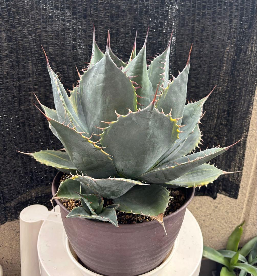 多肉植物 アガべ パラサナ白覆輪錦 ファイヤーボール 子株 9株同梱