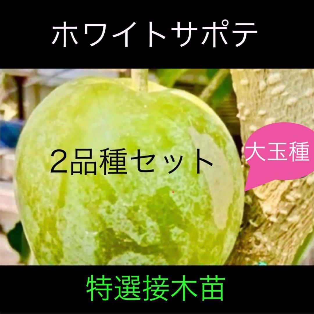 ホワイトサポテ 人気の2品種セット接木苗