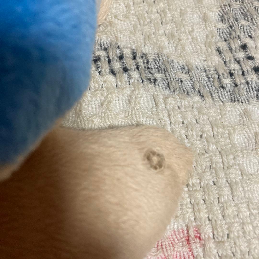 モンスイユ MAY BLUE カメ ぬいぐるみ 中古品 穴あき有 - メルカリ