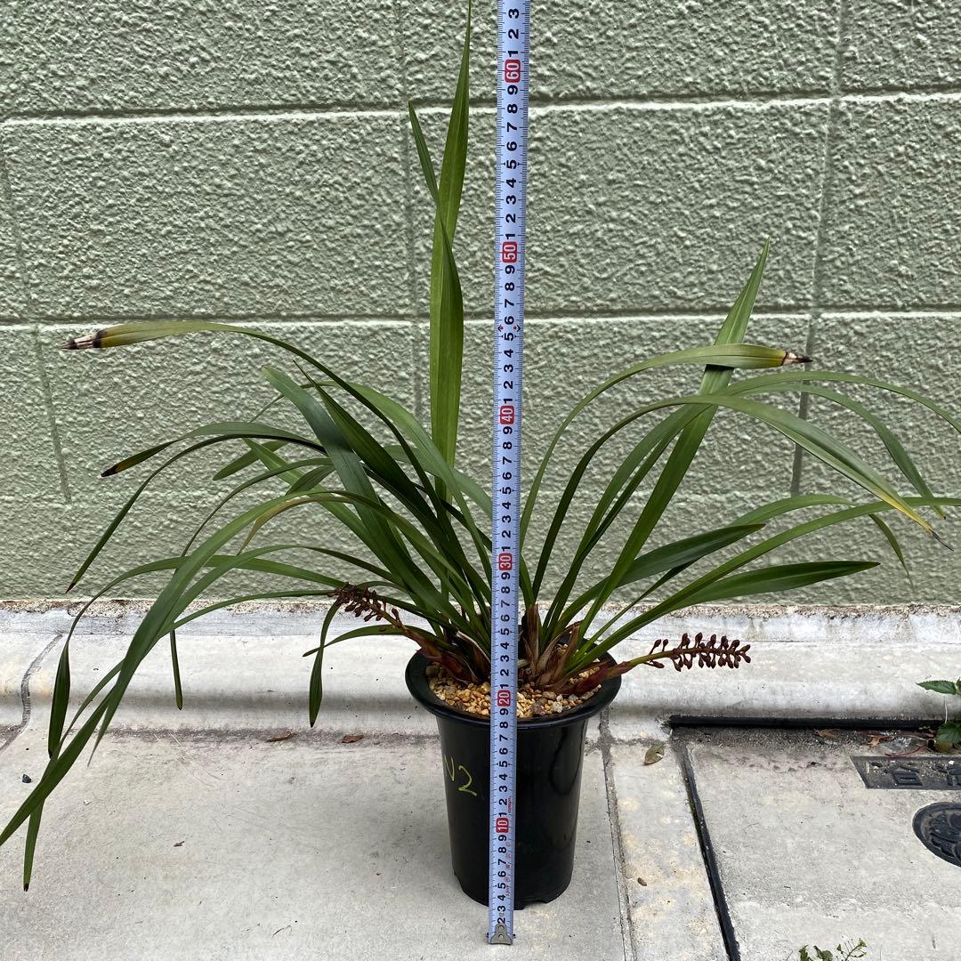 キンリョウヘン 花芽2つ キンリョウヘン原種 2鉢セット キンリョウヘン