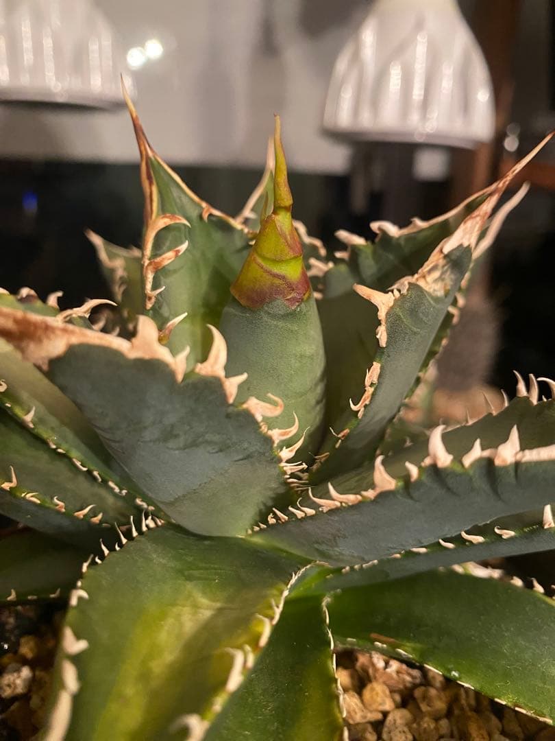 チタノタ レジェンド LEGEND アガベ 多肉植物 発根済み - メルカリ