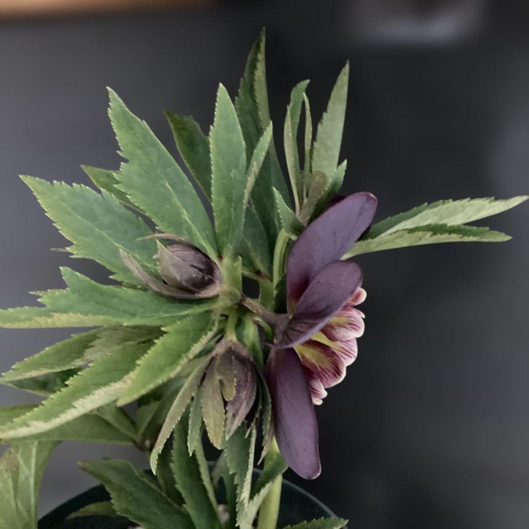 まいさん専用3点おまとめ 分割 クリスマスローズ若泉ファーム雅