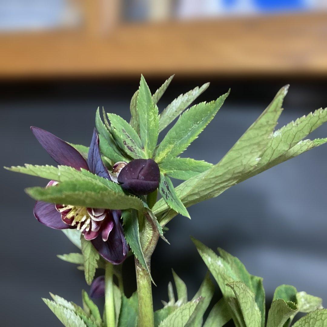 まいさん専用3点おまとめ 分割 クリスマスローズ若泉ファーム雅