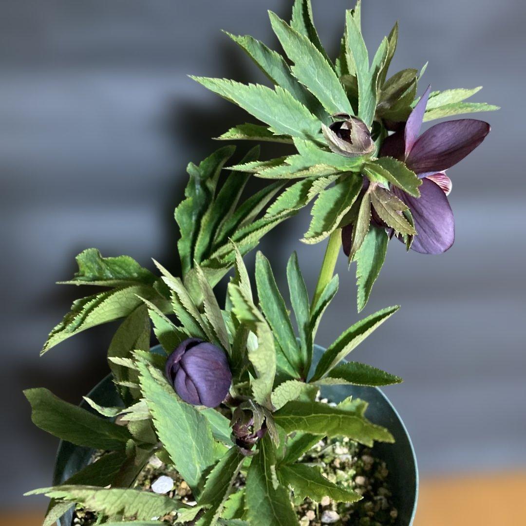 まいさん専用3点おまとめ 分割 クリスマスローズ若泉ファーム雅