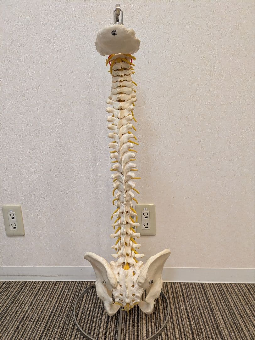 SOMSO(ソムソ)社製　脊柱模型 ドイツ製